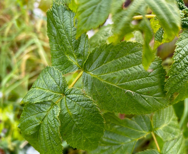 Stem with red ripe raspberry and young green leaves