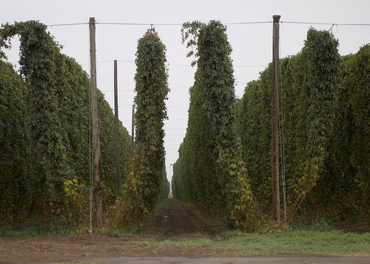Full grown hops bines. Full grown hops bines.