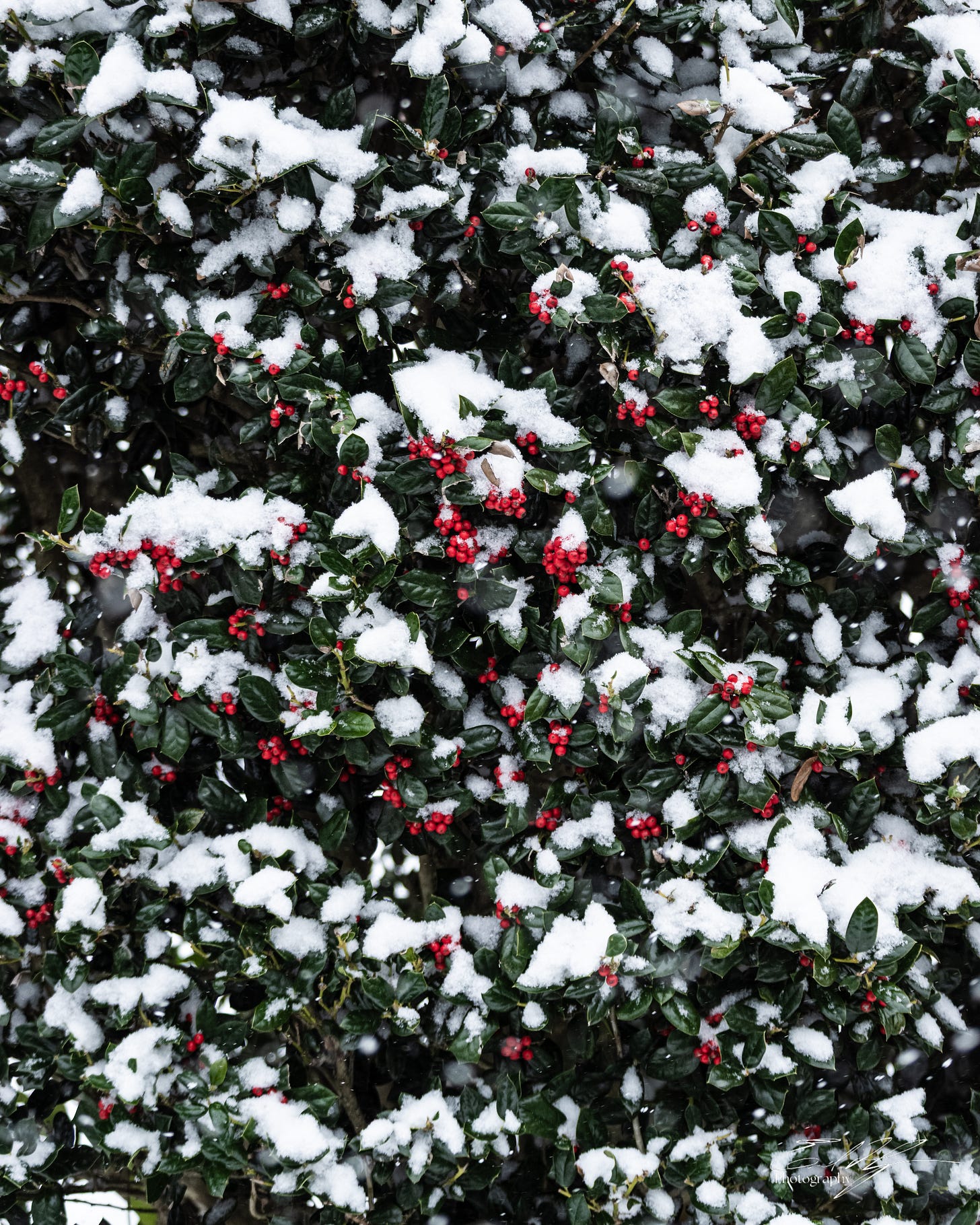 Snow covered holly bush with red berries in Athens, Ga