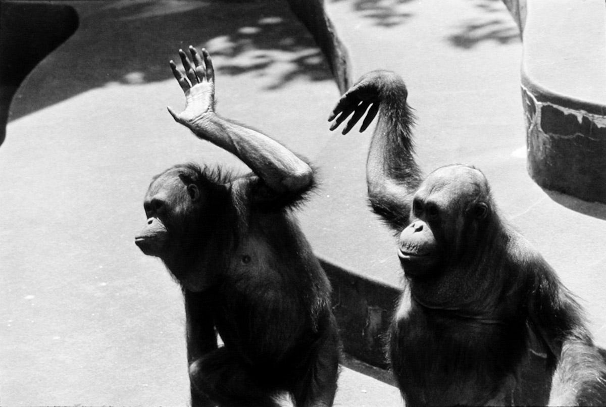 Pier 24 Garry Winogrand - "The Animals" - Pier 24
