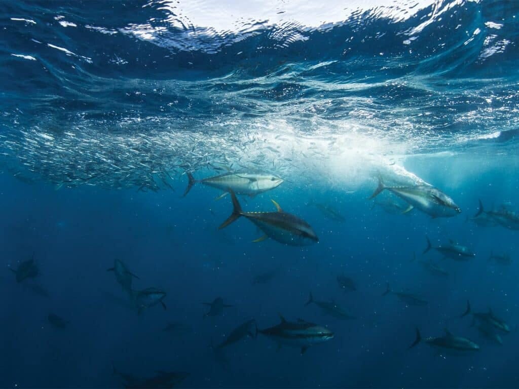 An underwater image of yellowfin tuna.