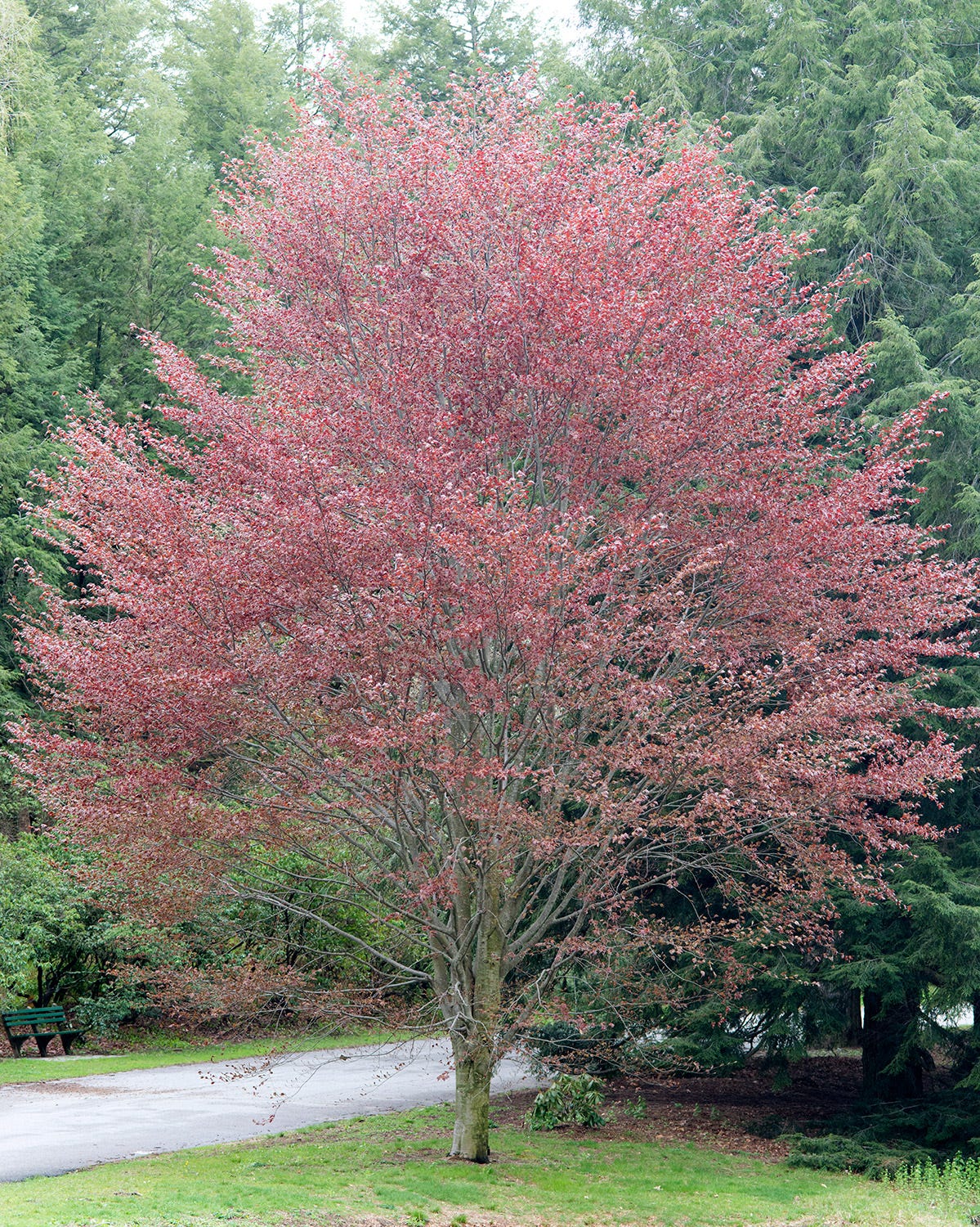 Fagus sylvatica 'Riversii' tree, showing its red and copper fall leaves Fagus sylvatica 'Riversii' tree, showing its red and copper fall leaves