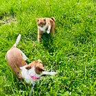 🪷People Un-pleasing