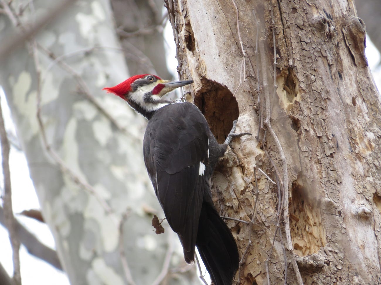 Life History: Ducks in Trees - Birding University