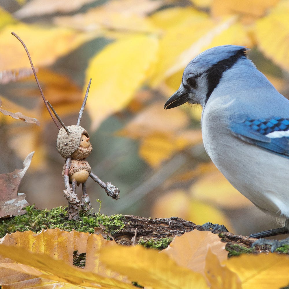 Bluejay | Becorns — David M Bird