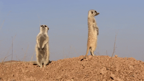 Meerkat on lookout