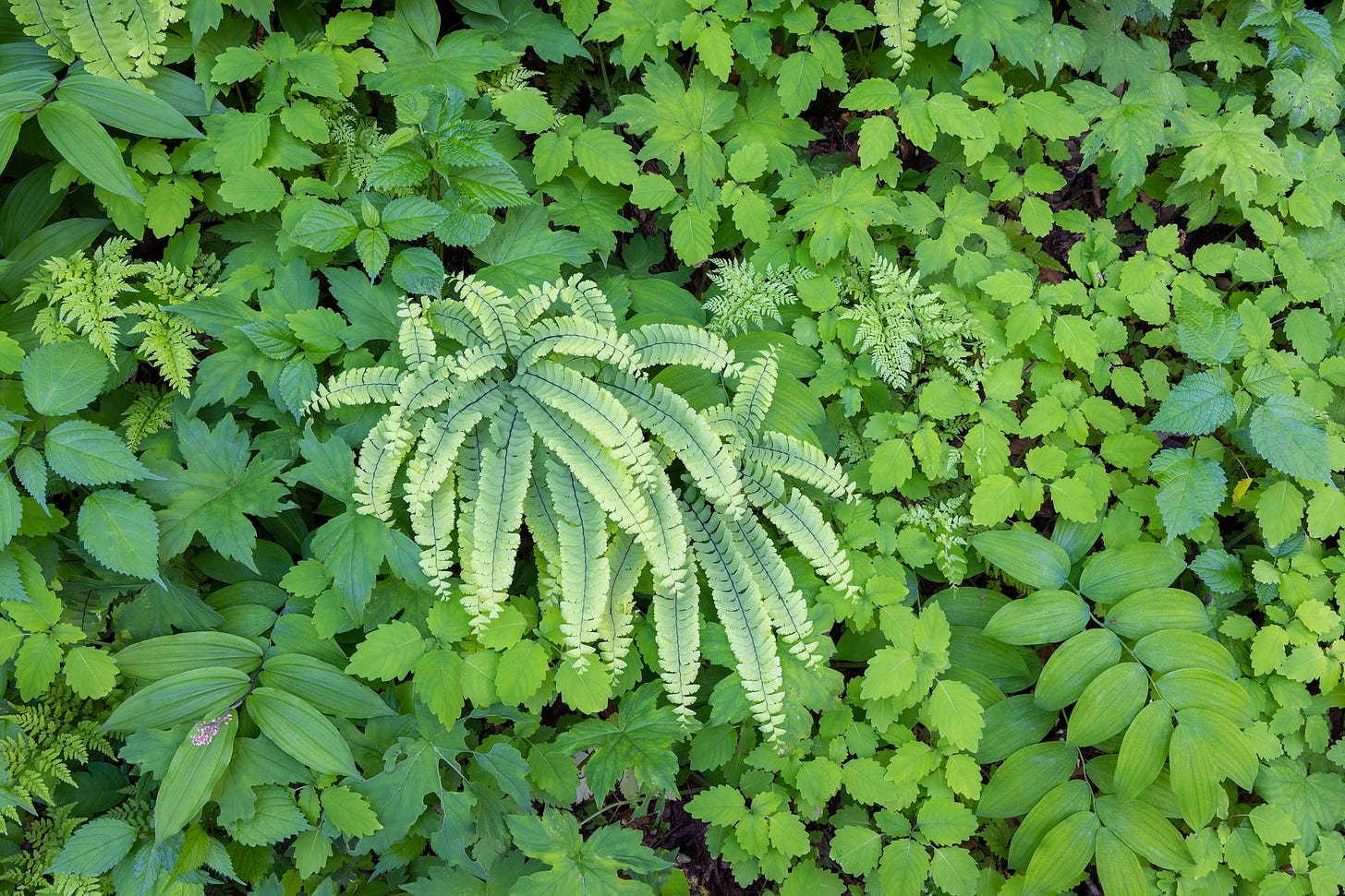 A wild garden of fresh green plants and ferns in Great Smoky Mountains National Park.