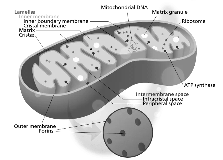 Mitochondrial Neuroprotection