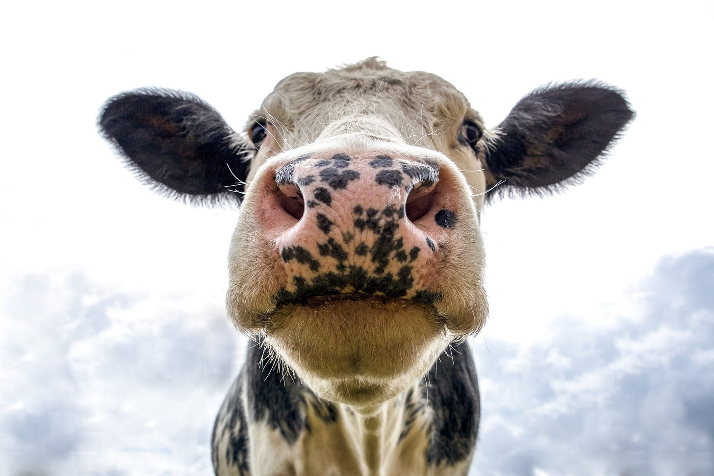 A giant cow face with clouds behind it.