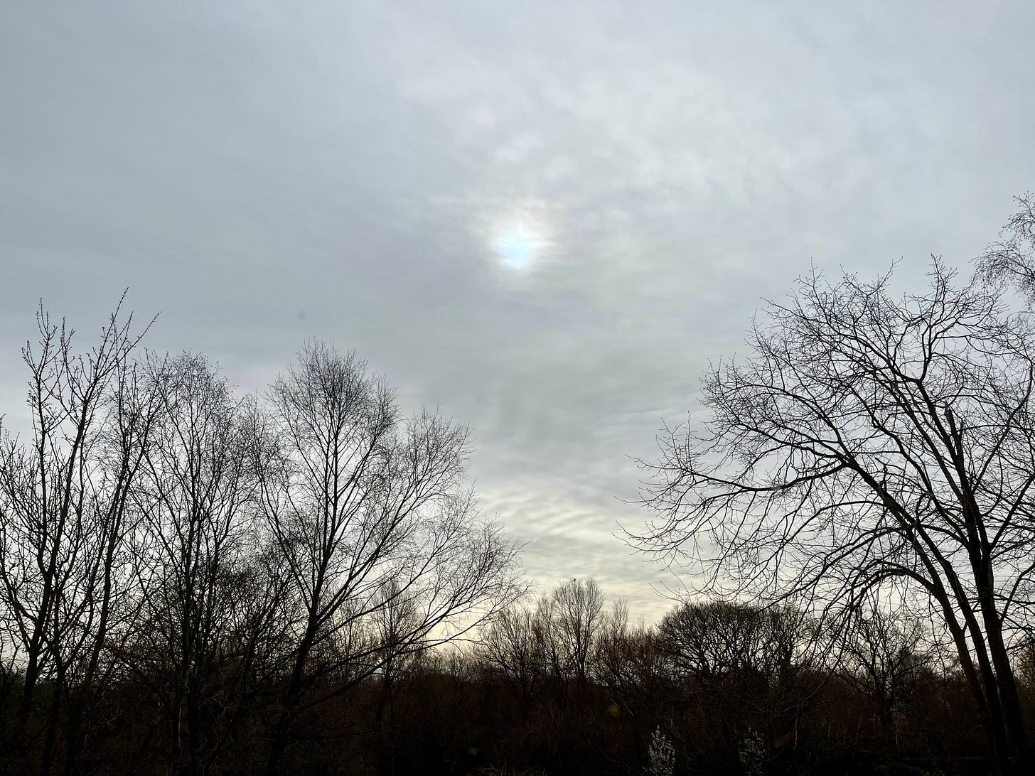 Sky view with trees