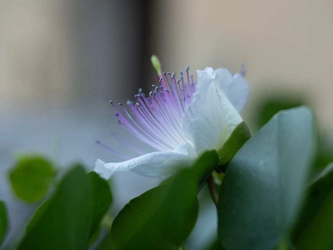A caper flower in bloom, white petals and long violet stamens among green leaves. A caper flower in bloom, white petals and long violet stamens among green leaves.