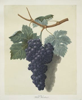From the Spring Forging Cookbook: Wild Grapes and Wild Lettuce