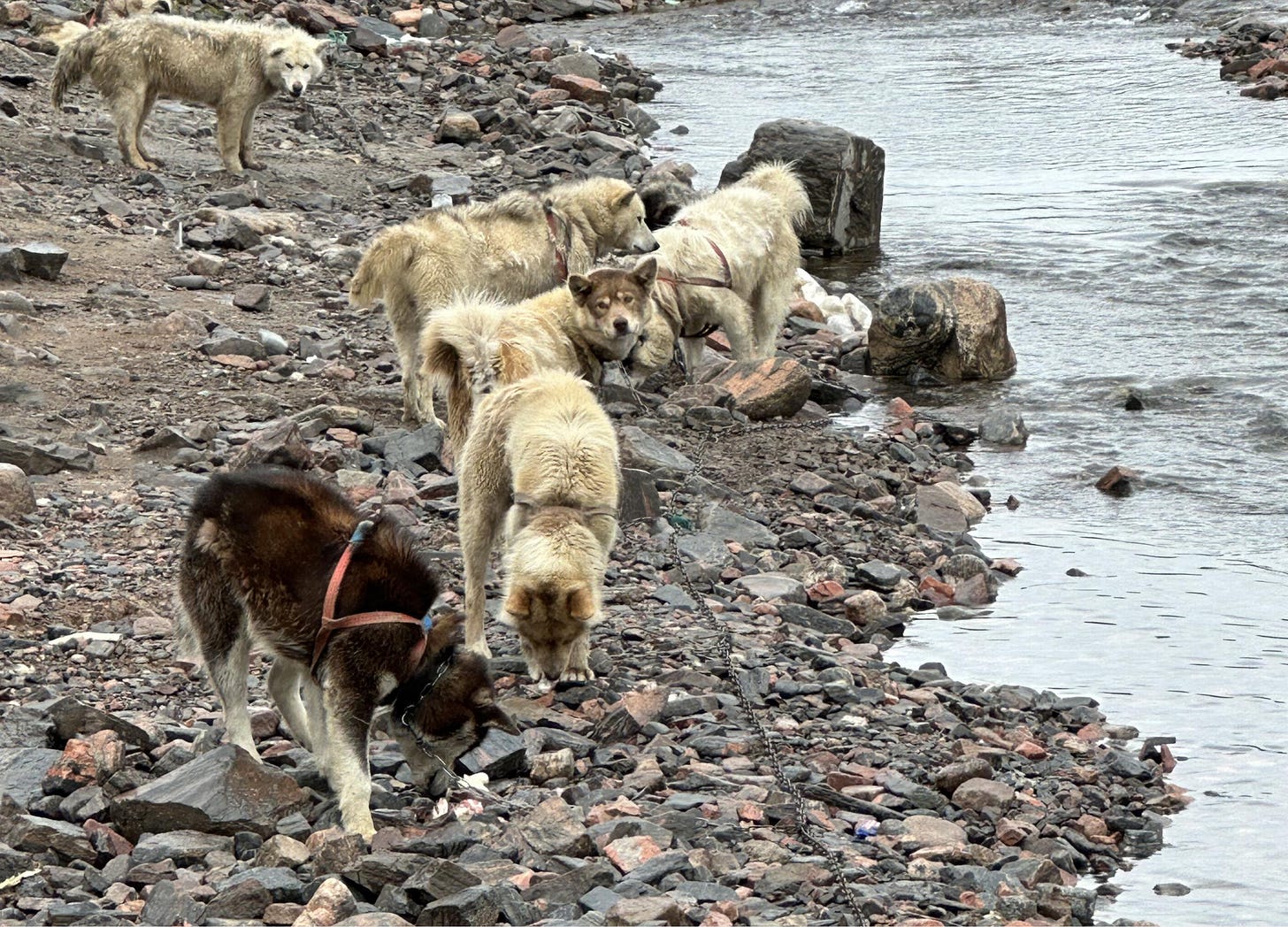 Group of Greenland sled dogs chained along a rocky riverbank, drinking and sniffing around the shore.