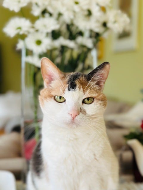 Portrait of Cat named Mitz