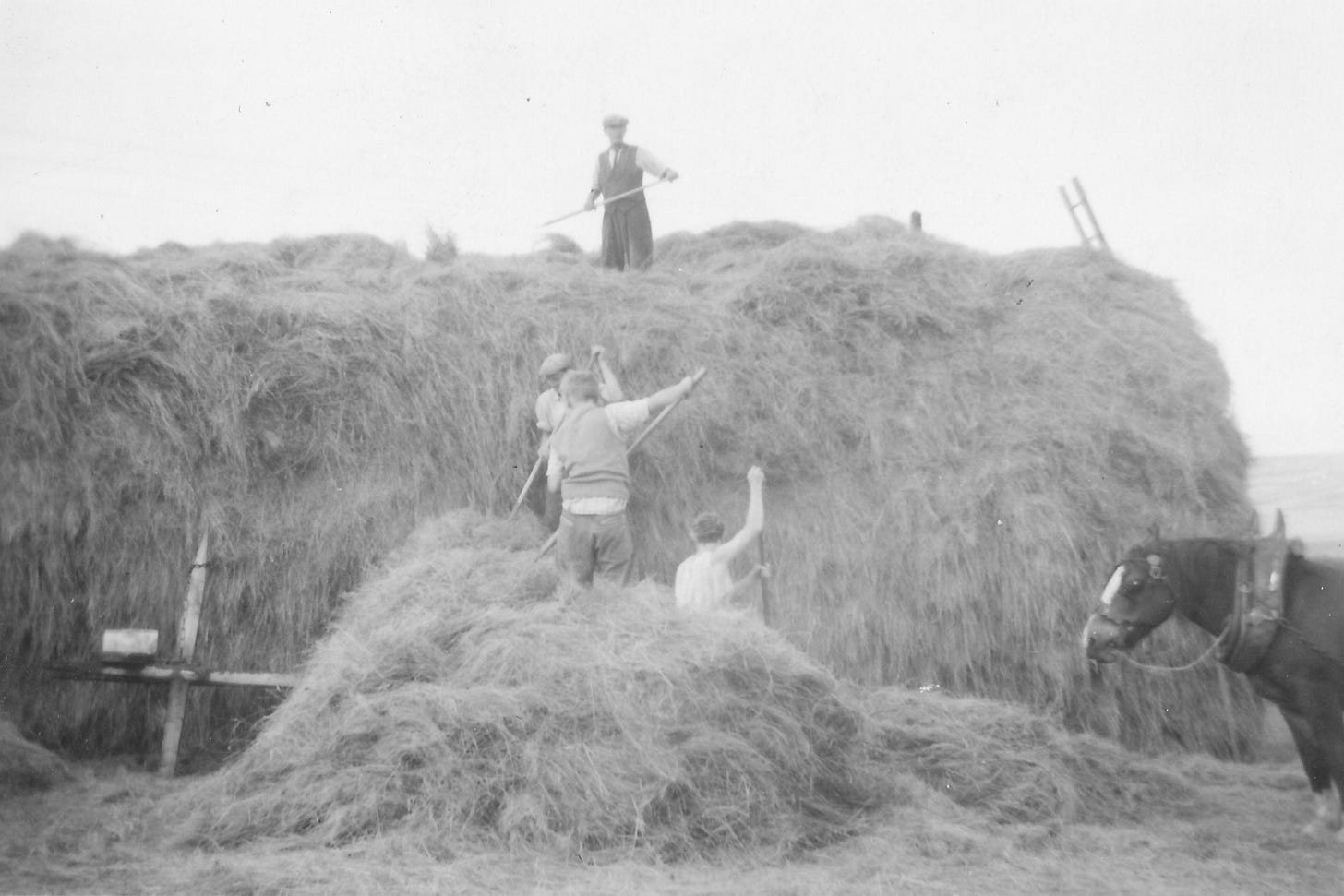 Hay time history – North Pennines National Landscape