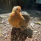 Glynis - Small Hen, Big Heart