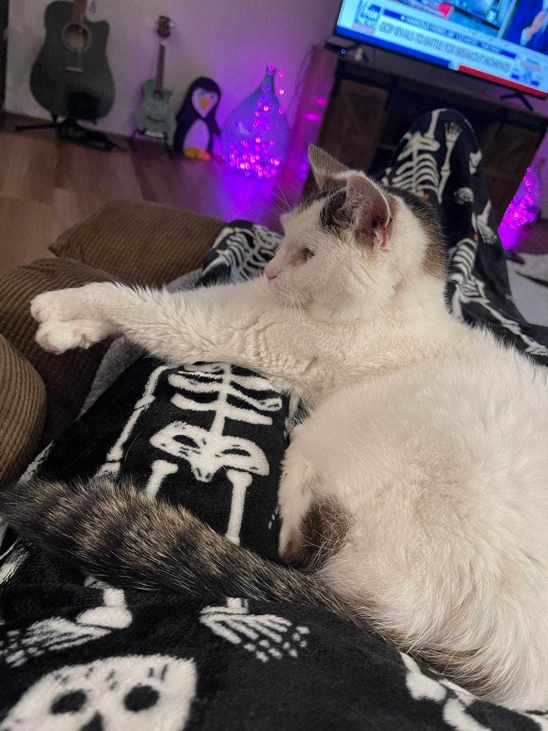 May be an image of ragdoll cat May be an image of ragdoll cat