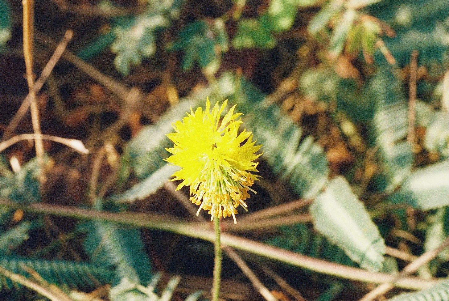 Neptunia blossom, bright yellow