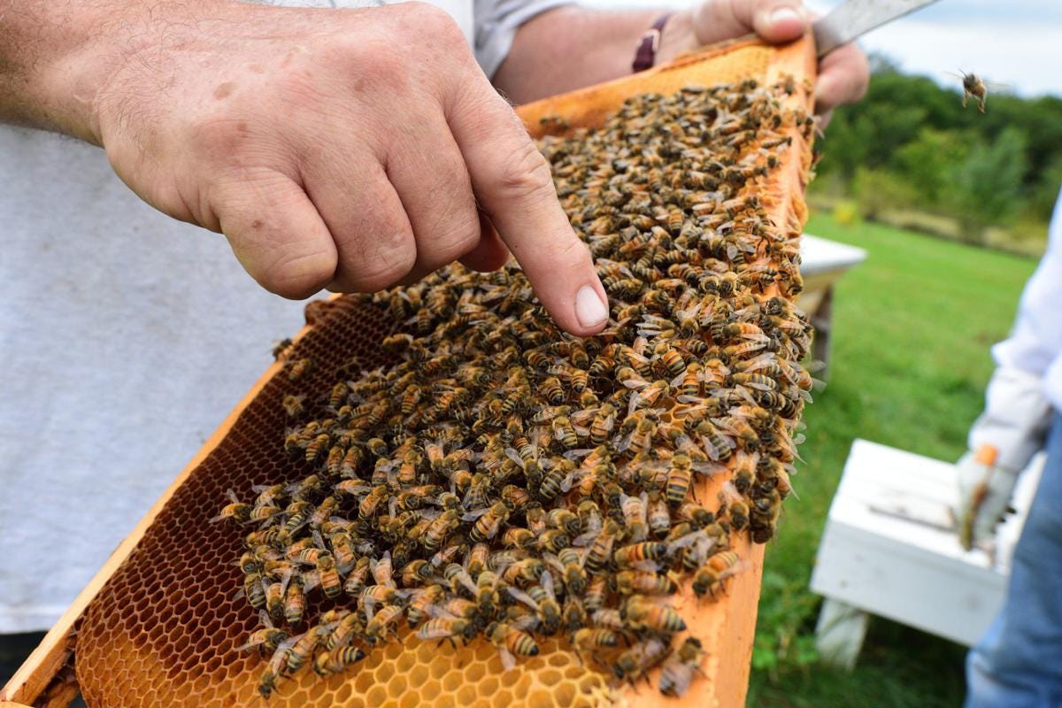 Image of person pointing at honey bees. Image of person pointing at honey bees.