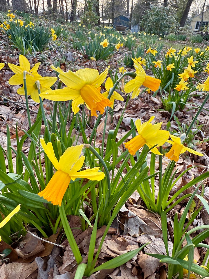 A few daffs in the Daffodil Dell this momth: Lent lily, Narcissus 'WP Milner', 'Jet Fire' and 'Rip Van Winkle'