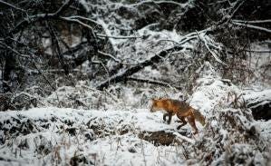 The Symbolism of Foxes in Poetry