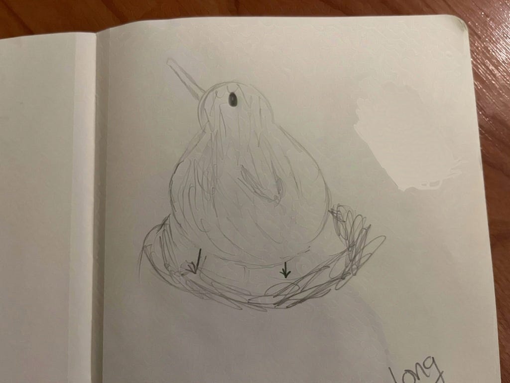 pencil drawing of a kiwi bird in it's nest