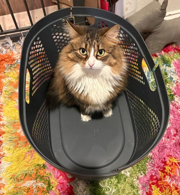 Calico in laundry basket; sitting up and looking up with very green eyes. the laundry basket is on a colorful rug