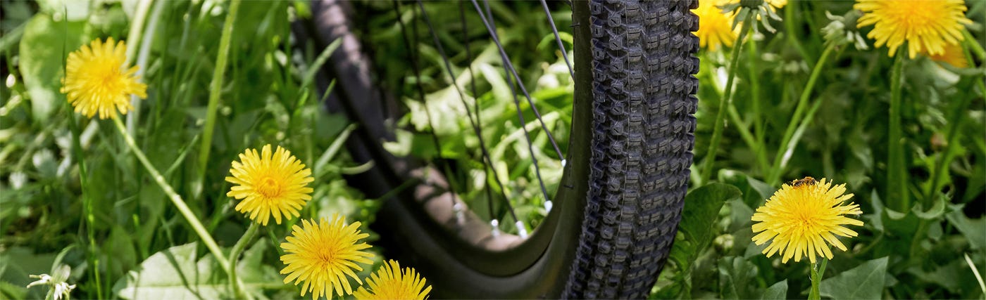 Rubber from russian dandelions