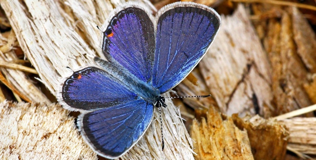 a blue butterfly sitting on top of dry grass