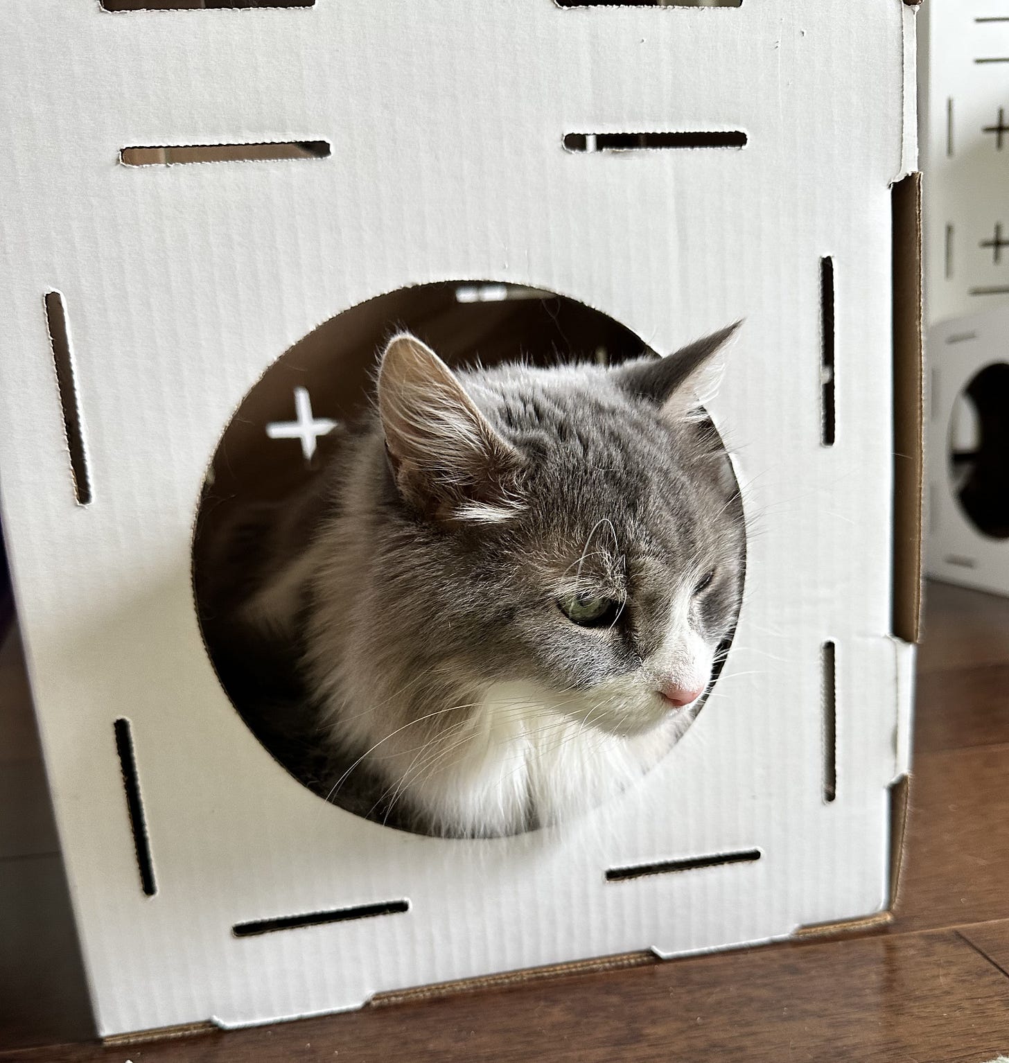 gray and white cat in a cardboard fort