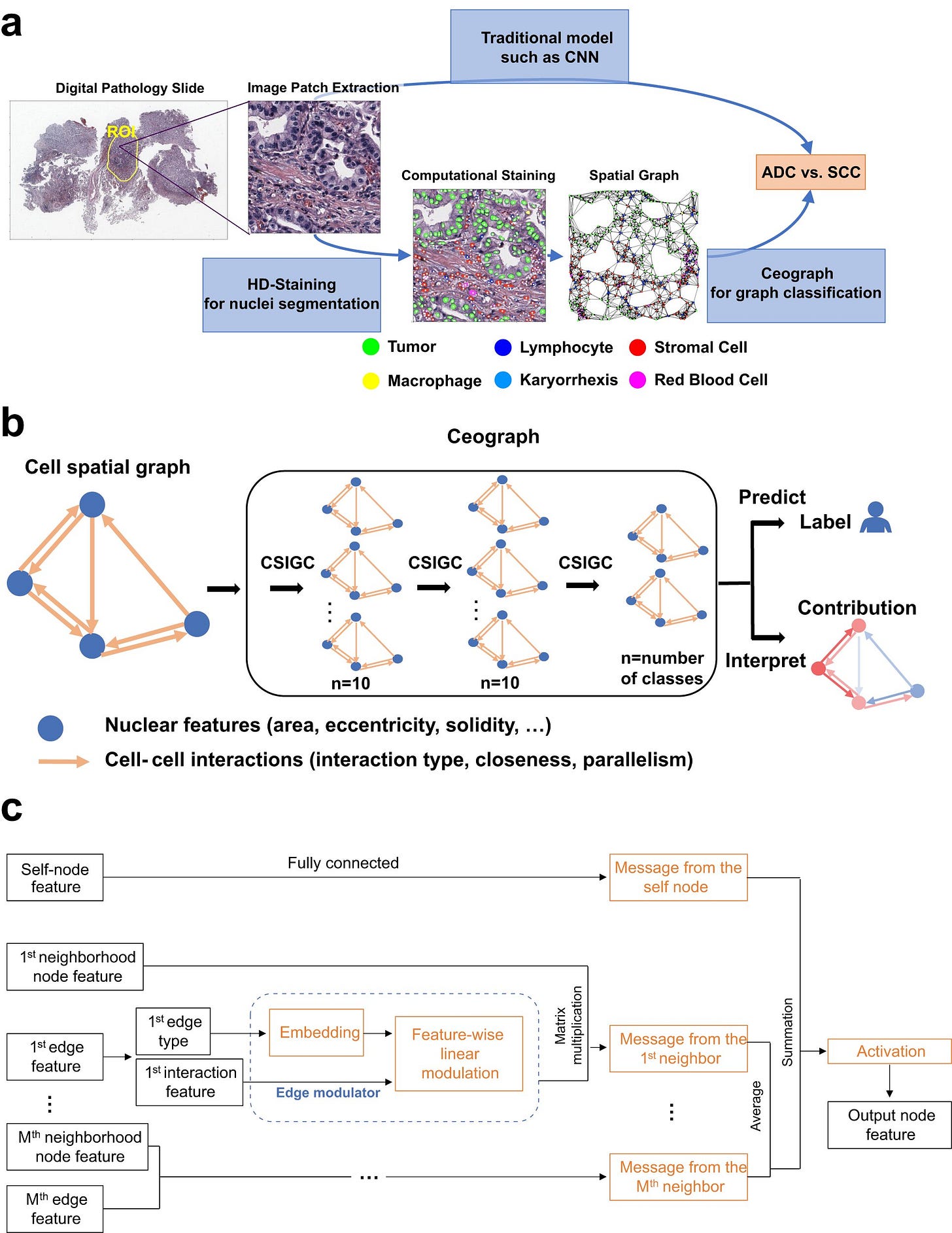 AI accurately predicts cancer outcomes from tissue samples