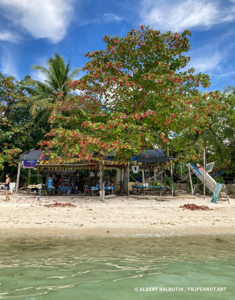 Terminalia catappa Talisay tree on a white beach in the Visayas Terminalia catappa Talisay tree on a white beach in the Visayas