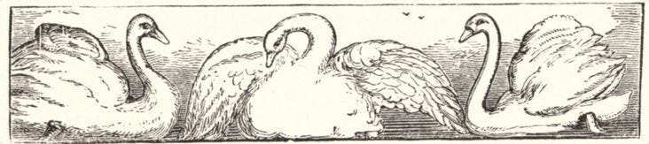 This may contain: three swans standing next to each other