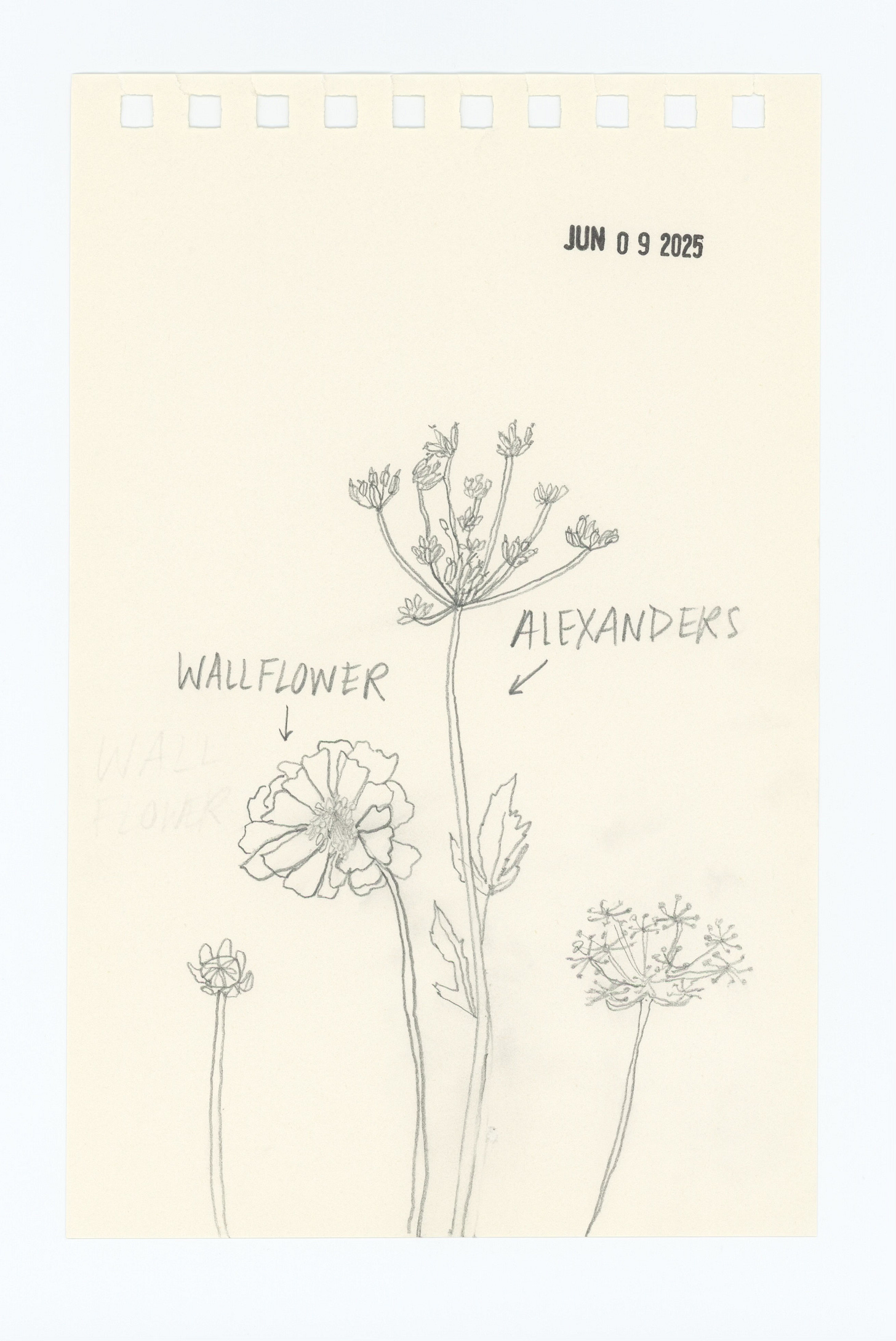 a crude pencil drawing. from left, a single wallflower bud, a blooming wallflower, a blooming Alexander, and another, smaller Alexander, the flowers are arranged so that the two center flowers are taller than the outer flowers.
