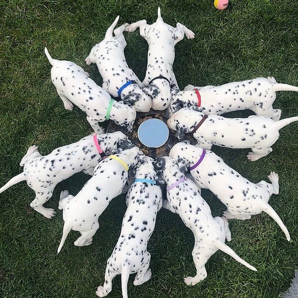 the ten dalmatian puppies are circled around a food bowl. each is wearing a different color collar and everyone has a place at the collective snacking table