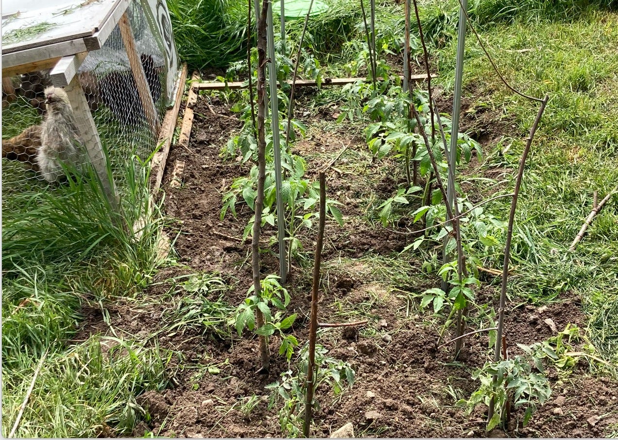 Garden row planted with staked tomatoes Garden row planted with staked tomatoes