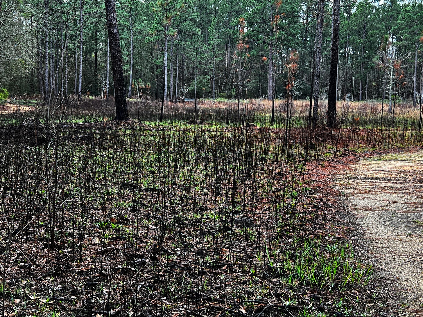 A section of forest recently burned by a prescribed fire