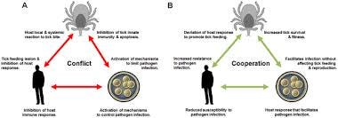 Tick–Host–Pathogen Interactions: Conflict and Cooperation | PLOS Pathogens Tick–Host–Pathogen Interactions: Conflict and Cooperation | PLOS Pathogens