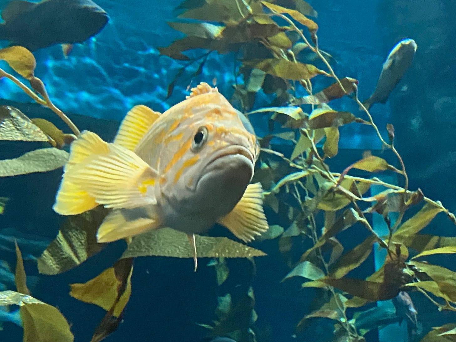 The Role of Contemplation in Meaningful Living - by Marie