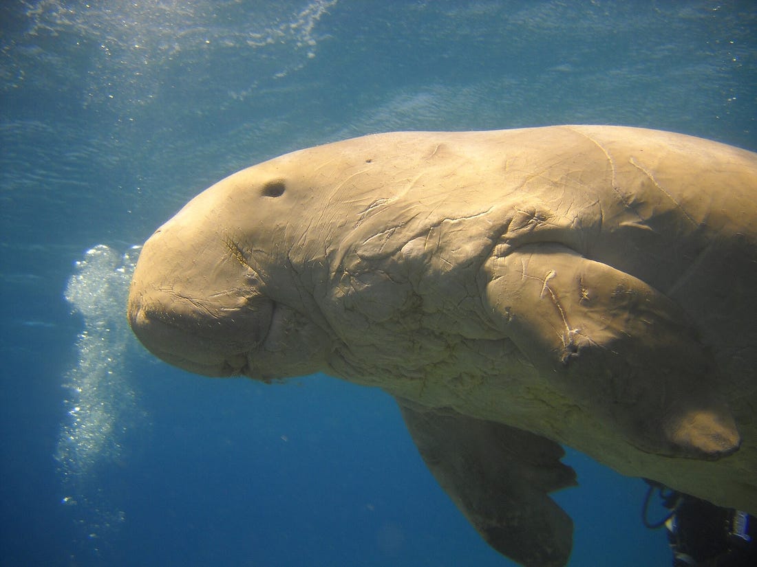 A dugong swims underwater. There is a diver in the background. A dugong swims underwater. There is a diver in the background.