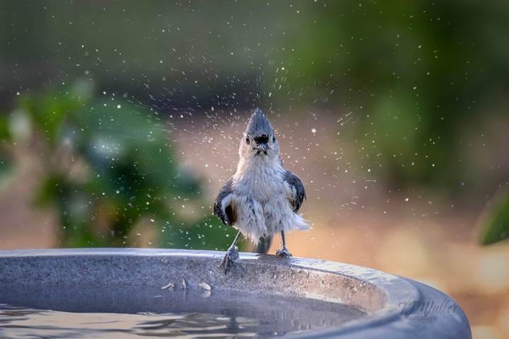 Shaking off the water