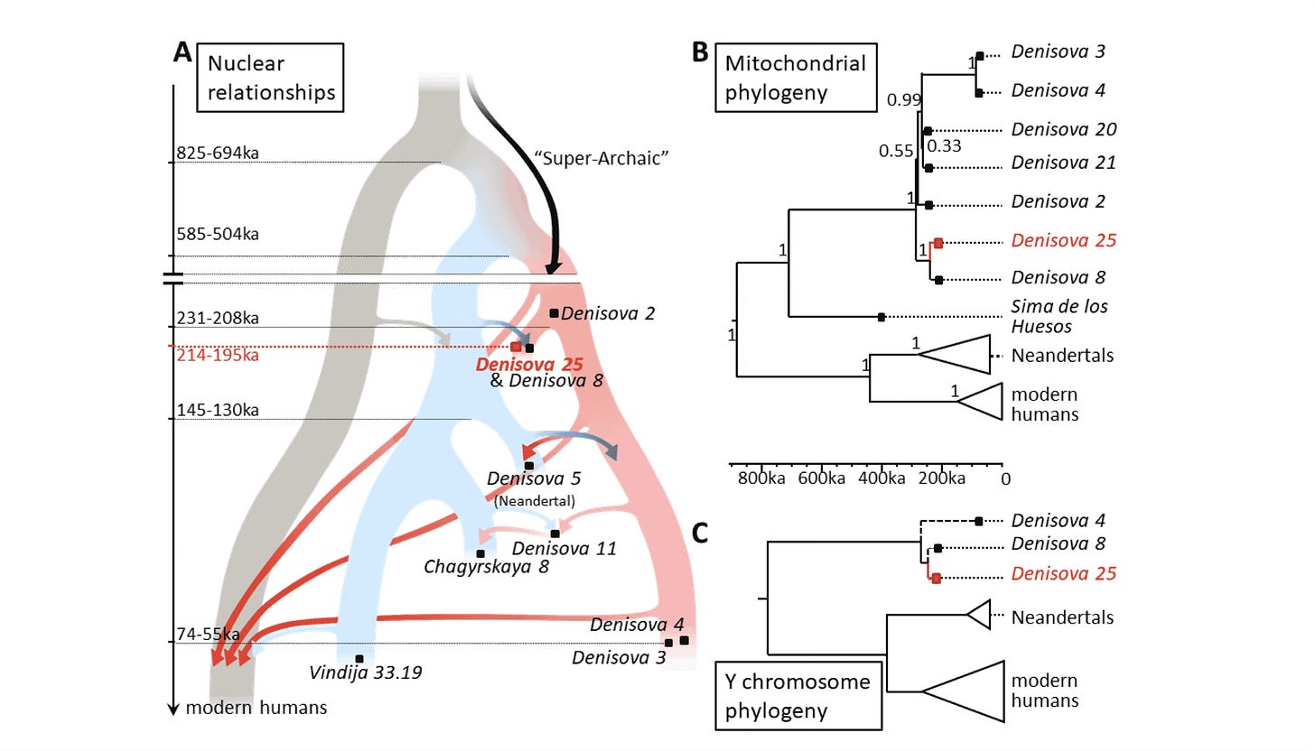 Image showing population model with modern humans, Neanderthals, and Denisovans with repeated admixture, also the mitochondrial and Y chromosome trees of these groups Image showing population model with modern humans, Neanderthals, and Denisovans with repeated admixture, also the mitochondrial and Y chromosome trees of these groups
