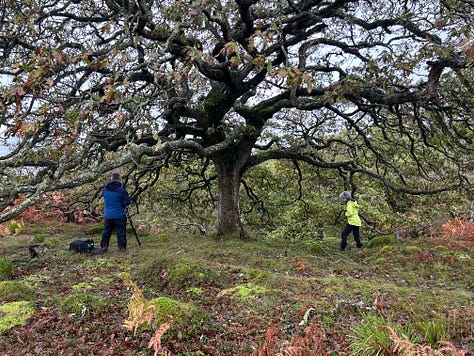 Photographs from Cloanaig Oakwoods, Kintyre