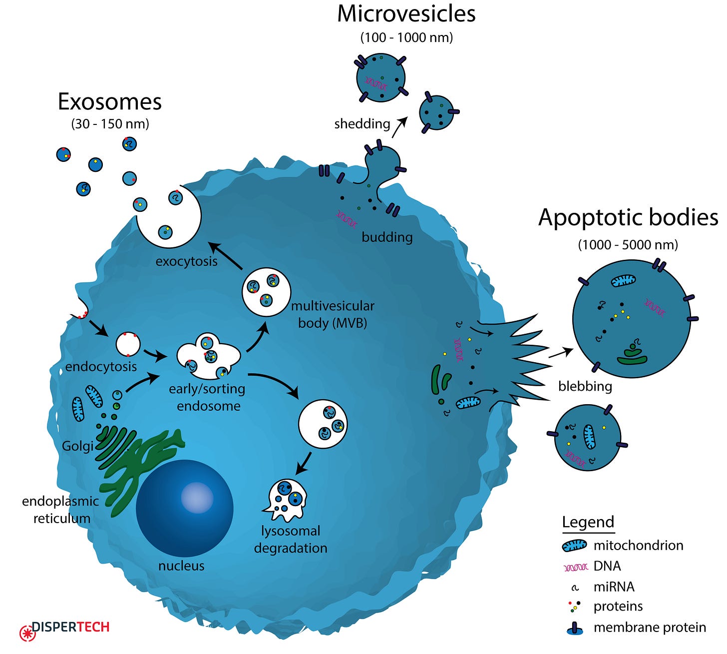 Extracellular vesicle biogenesis - Dispertech