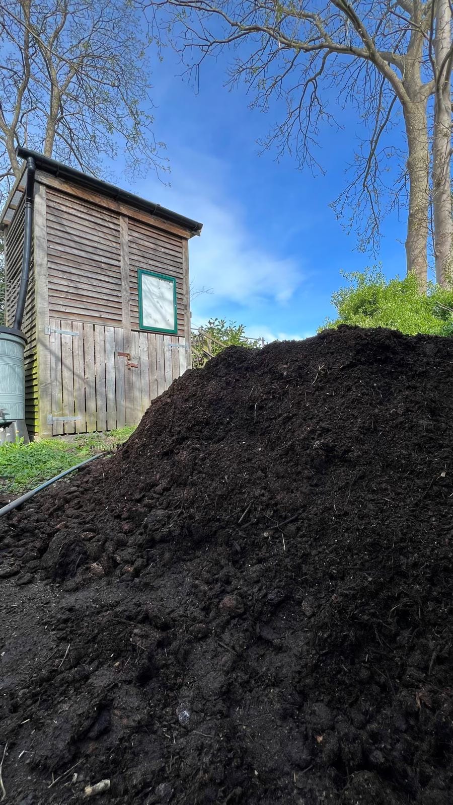 A pile of manure at the entrance to an allotment. Behind it is a wooden shed, trees with bare branches and blue skies.