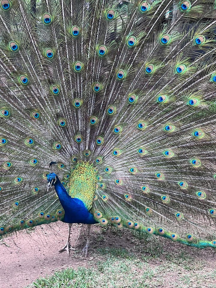 A pair of Spoonbills and a peacock