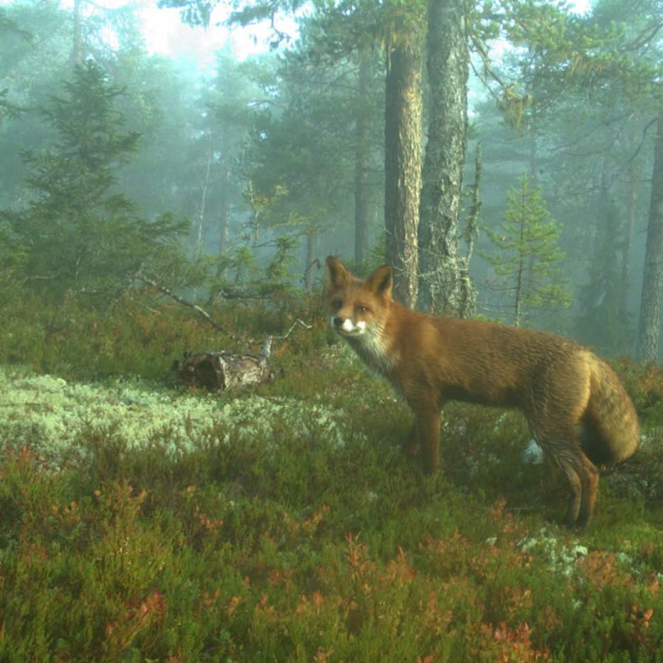 matilda ༄ \ud83d\udc07