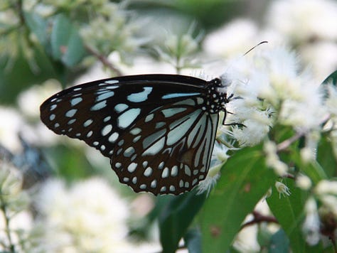 From left, two turtles in identical poses on a log, large skink in the undergrowth, a black butterfly with pale blue spots of various size and a moth with a red and black striped body and orange and black wings shaped more like wasp than moth wings