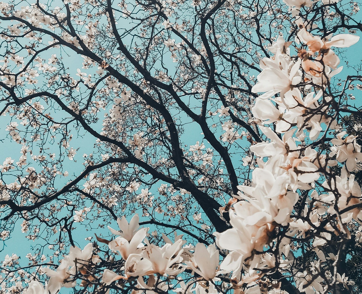 Tree of cherry blossoms with blue sky behind