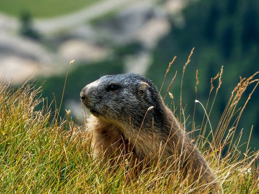 an animal that is standing in the grass